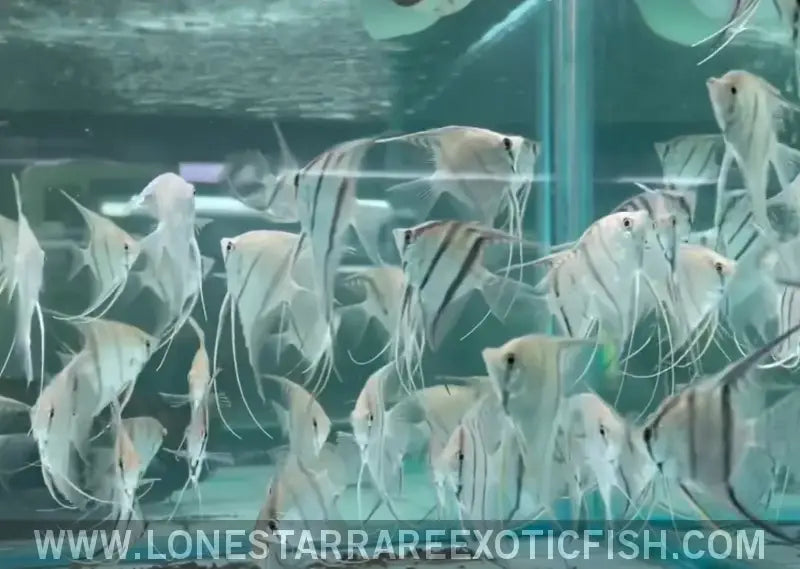 Peruvian Altum Angelfish / Pterophyllum Scalare ?Rio Nanay’ Live Freshwater Tropical Fish for Sale Online