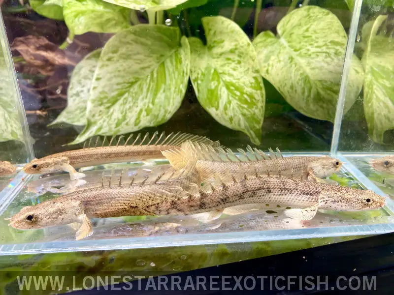 Pgg Bichir / Polypterus Congicus x Pbb Hybrid Live Freshwater Tropical Fish for Sale Online