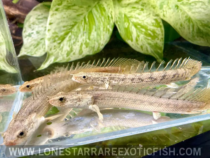 Pgg Bichir / Polypterus Congicus x Pbb Hybrid Live Freshwater Tropical Fish for Sale Online