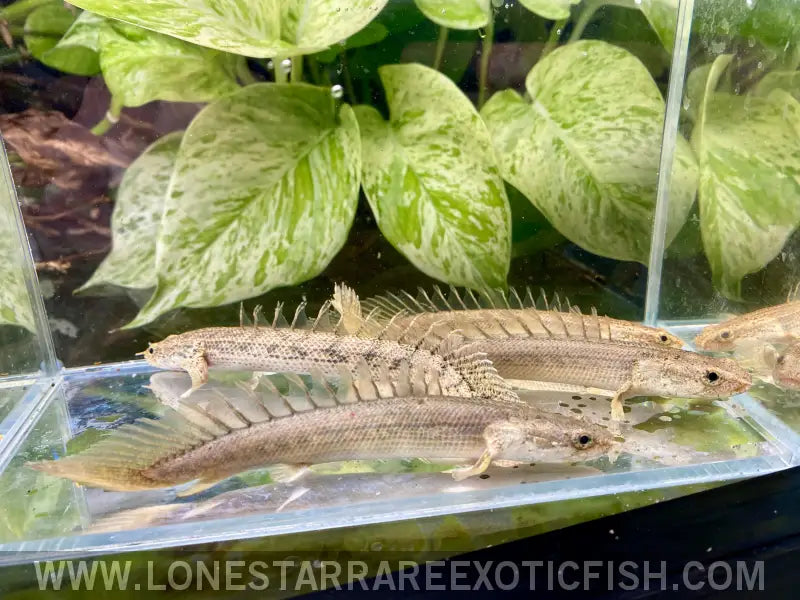 Pgg Bichir / Polypterus Congicus x Pbb Hybrid Live Freshwater Tropical Fish for Sale Online