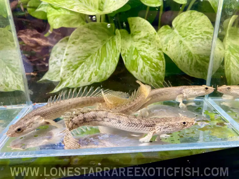 Pgg Bichir / Polypterus Congicus x Pbb Hybrid Live Freshwater Tropical Fish for Sale Online