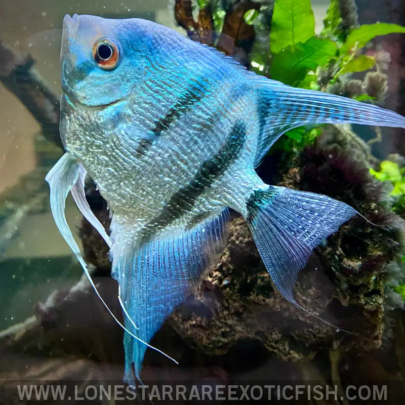 Philippine Blue Angelfish Live Freshwater Tropical Fish for Sale Online