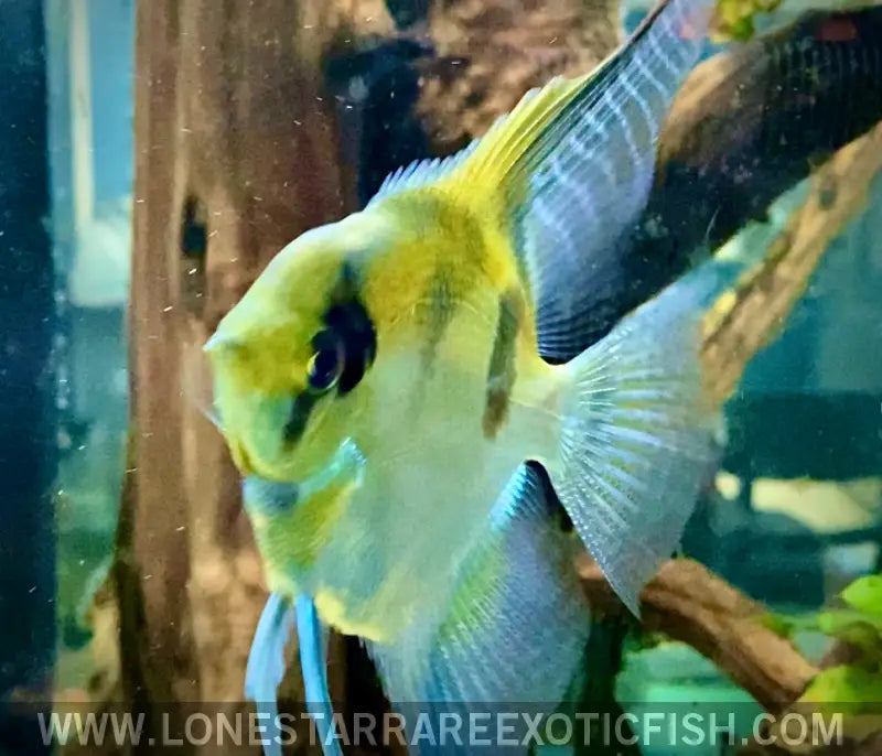 Philippine Blue x Manacupuru Angelfish Live Freshwater Tropical Fish for Sale Online
