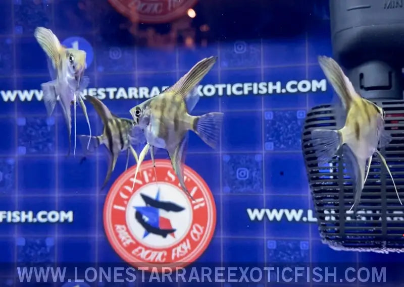 Philippine Blue x Manacupuru Angelfish Live Freshwater Tropical Fish for Sale Online