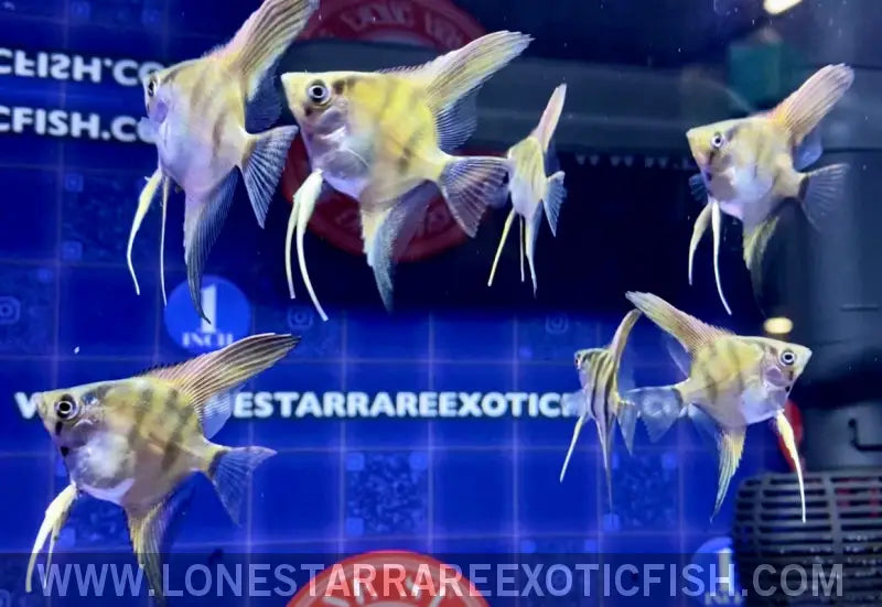 Philippine Blue x Manacupuru Angelfish Live Freshwater Tropical Fish for Sale Online