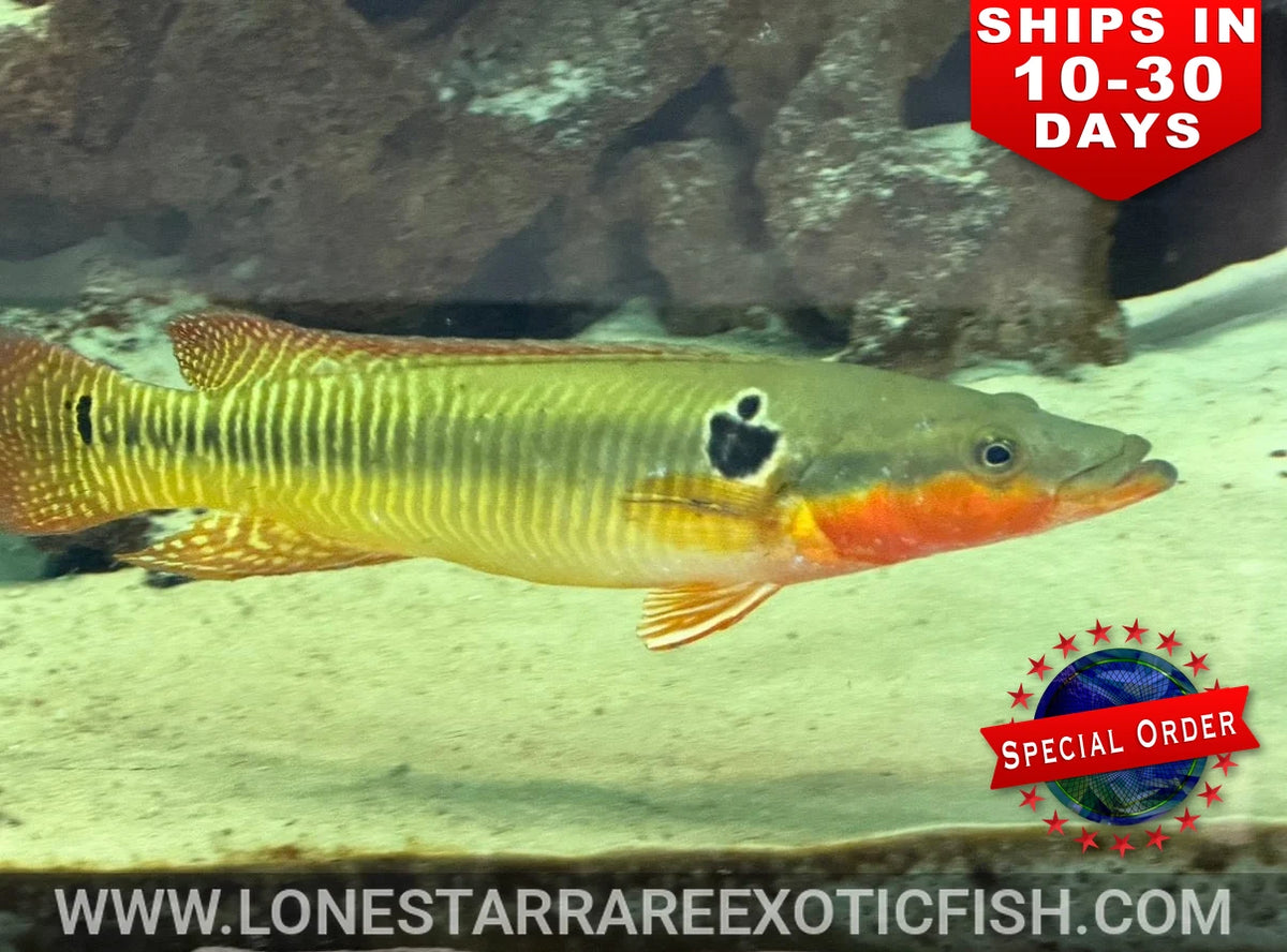 Zebrina Pike Cichlid / Crenicichla zebrina (Special Order)
