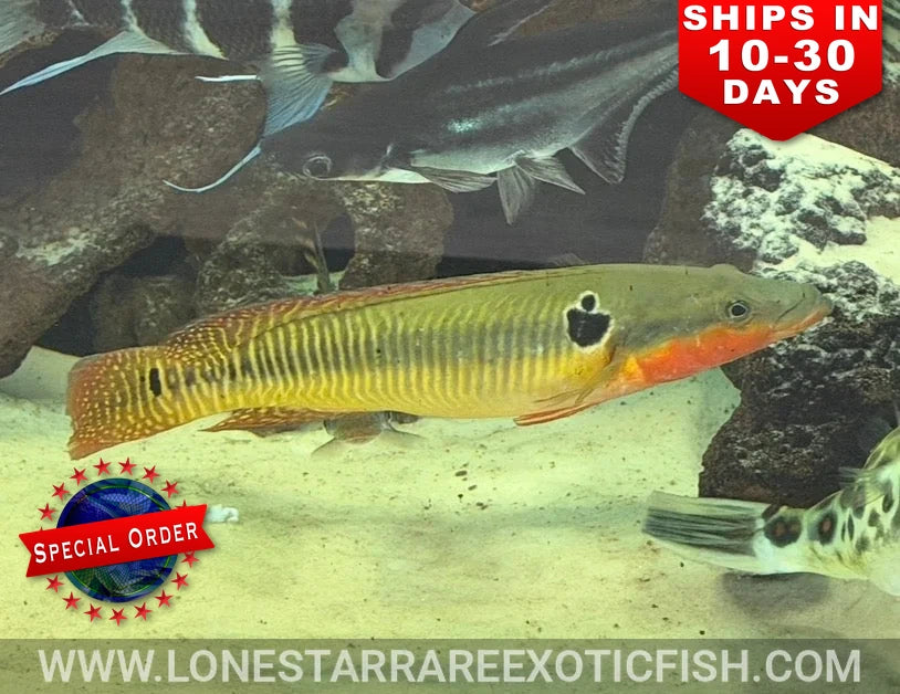 Zebrina Pike Cichlid / Crenicichla zebrina (Special Order)