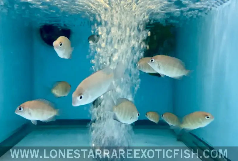 Pinstripe Damba Cichlid / Paretroplus Menarambo Live Freshwater Tropical Fish for Sale Online