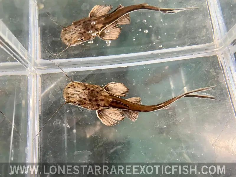 Planicep ?Firewood” Catfish Live Freshwater Tropical Fish for Sale Online