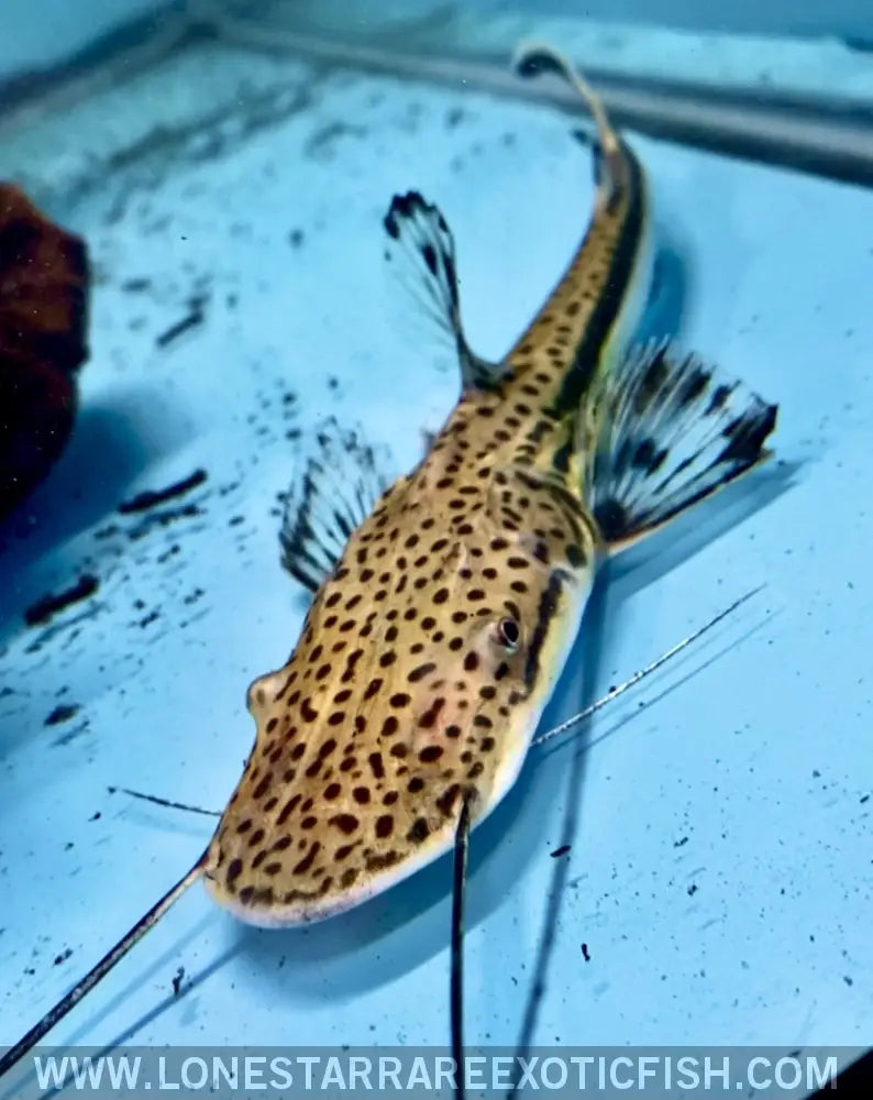 Planicep ?Firewood” Catfish Live Freshwater Tropical Fish for Sale Online