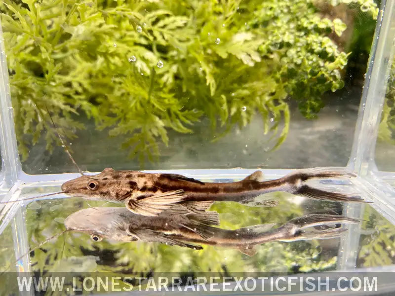 Planicep ?Firewood” Catfish Live Freshwater Tropical Fish for Sale Online