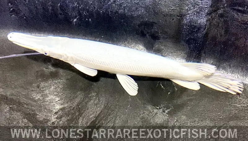 Platinum Alligator Gar Live Freshwater Tropical Fish for Sale Online