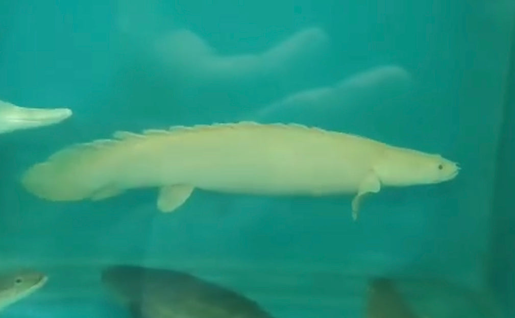 Platinum Endlicheri Bichir / Polypterus endlicheri For Sale