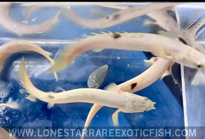 Platinum Senegal Bichir / Polypterus Senegalus (blemished) Live Freshwater Tropical Fish for Sale Online
