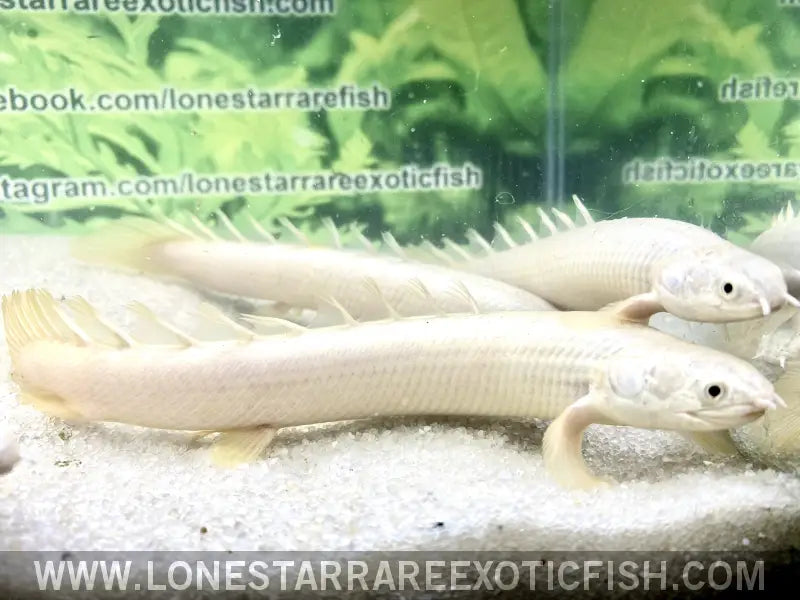 Platinum Senegal Bichir / Polypterus Senegalus Live Freshwater Tropical Fish for Sale Online