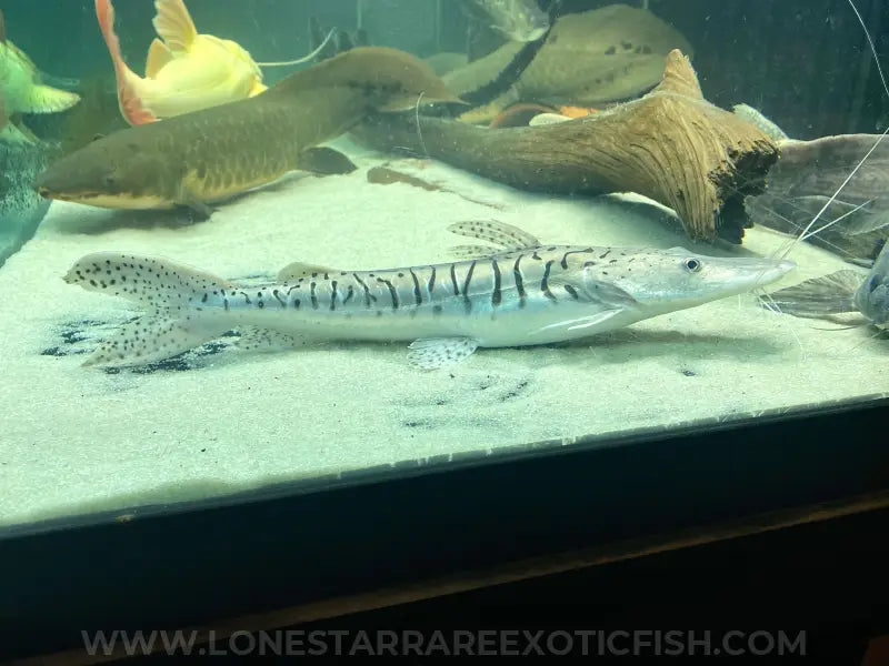 Platinum Tiger Shovelnose Catfish For Sale Online | Lone Star Rare Exotic Fish Co.