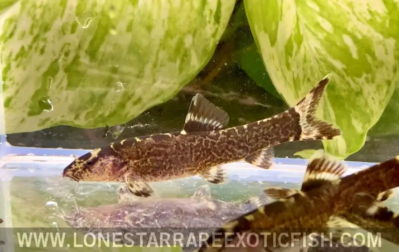 Purple Imperial Loach / Leptobotia Taeniops Live Freshwater Tropical Fish for Sale Online