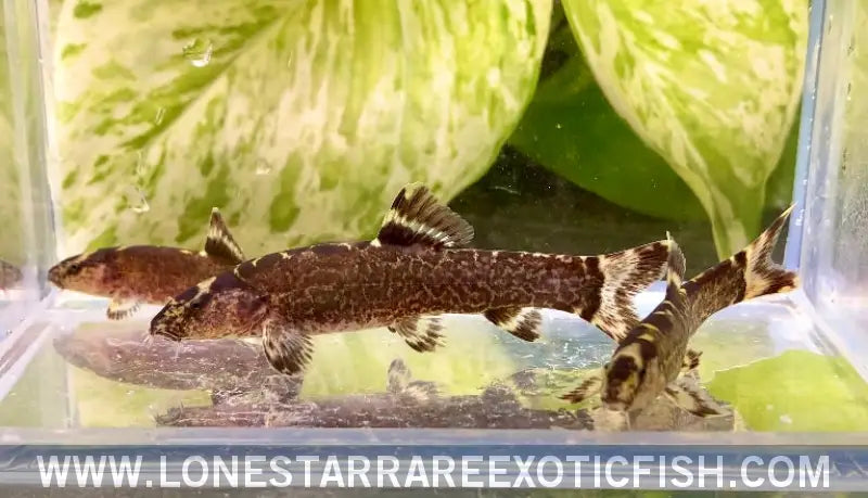 Purple Imperial Loach / Leptobotia Taeniops Live Freshwater Tropical Fish for Sale Online