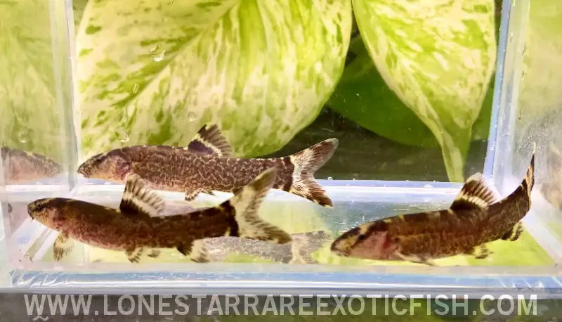 Purple Imperial Loach / Leptobotia Taeniops Live Freshwater Tropical Fish for Sale Online