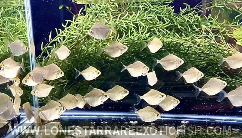 Red Fin Silver Dollar / Metynnis Argenteus Live Freshwater Tropical Fish for Sale Online