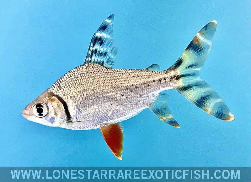 Red Flagtail Prochilodus / Semaprochilodus Taeniurus Live Freshwater Tropical Fish for Sale Online
