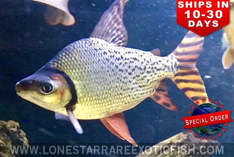Red Flagtail Prochilodus / Semaprochilodus Taeniurus (special Order) Live Freshwater Tropical Fish for Sale Online