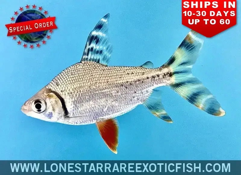 Red Flagtail Prochilodus / Semaprochilodus Taeniurus (special Order) Live Freshwater Tropical Fish for Sale Online