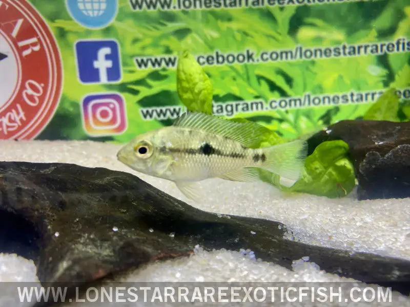 Red Head Bahia Eartheater Cichlid / Geophagus Sp. Live Freshwater Tropical Fish for Sale Online