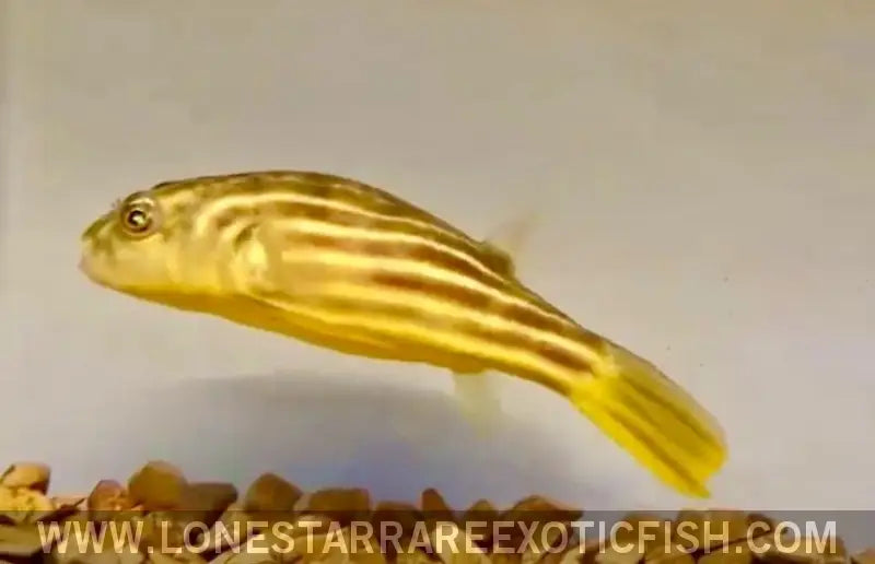 Red Line Fahaka Puffer / Tetraodon Lineatus Live Freshwater Tropical Fish for Sale Online