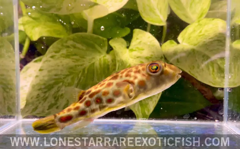 Red Spotted Cross River Puffer / Tetraodon Pustulatus Live Freshwater Tropical Fish for Sale Online