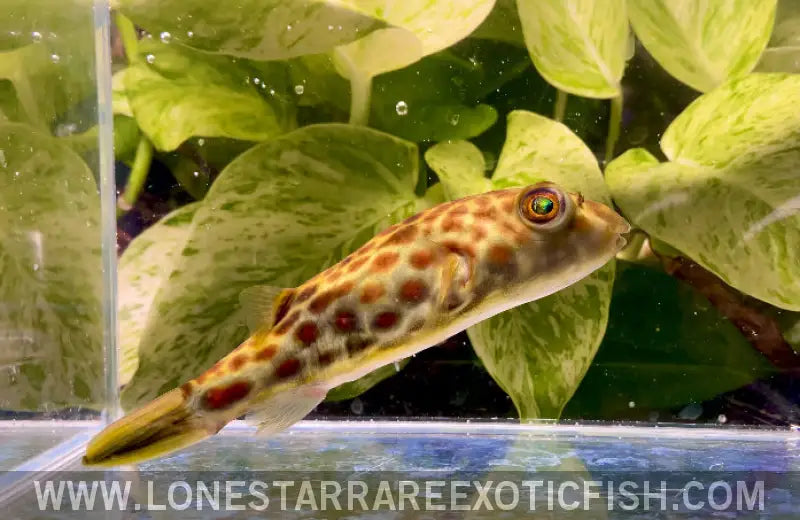 Red Spotted Cross River Puffer / Tetraodon Pustulatus Live Freshwater Tropical Fish for Sale Online