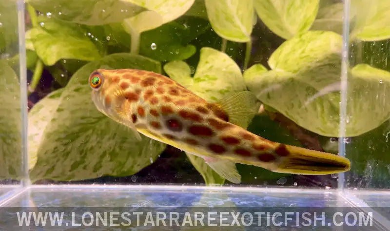 Red Spotted Cross River Puffer / Tetraodon Pustulatus Live Freshwater Tropical Fish for Sale Online
