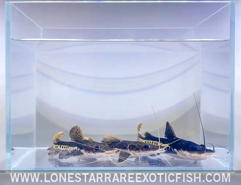 Red Tail x Tiger Shovelnose Catfish Hybrid Live Freshwater Tropical Fish for Sale Online