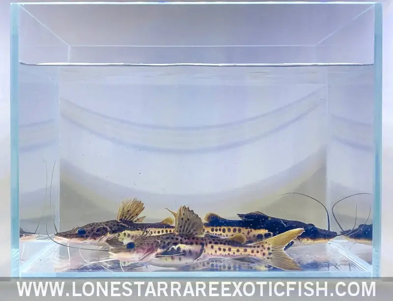 Red Tail x Tiger Shovelnose Catfish Hybrid Live Freshwater Tropical Fish for Sale Online