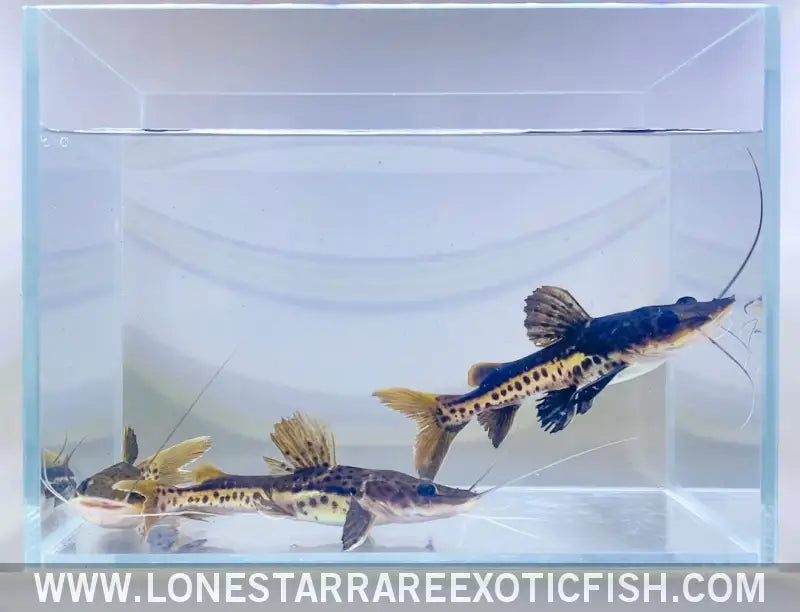Red Tail x Tiger Shovelnose Catfish Hybrid Live Freshwater Tropical Fish for Sale Online