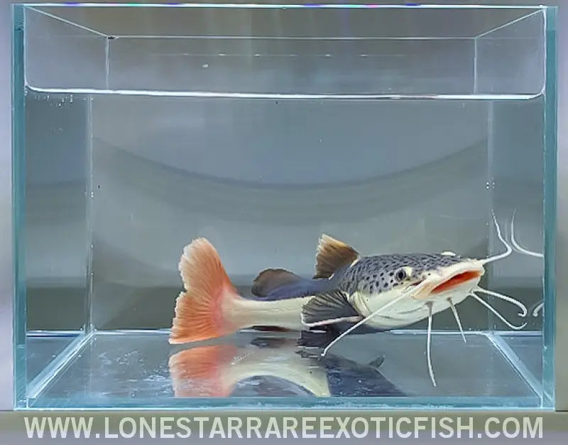 Redtail Catfish / Phractocephalus Hemioliopterus Live Freshwater Tropical Fish for Sale Online