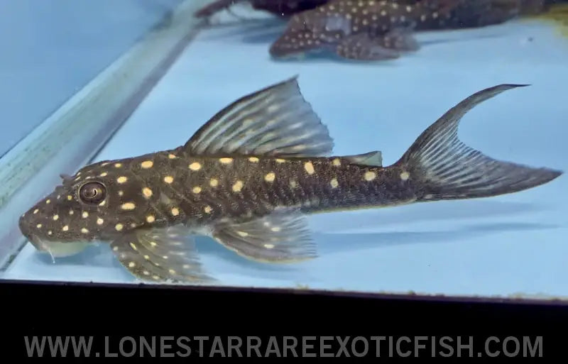 Rose Spotted Pleco / Hypostomus Roseopunctatus Live Freshwater Tropical Fish for Sale Online
