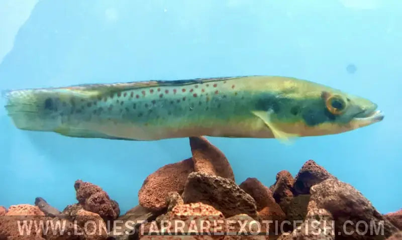 Rosemarie Pike Cichlid / Crenicichla Rosemariae Live Freshwater Tropical Fish for Sale Online