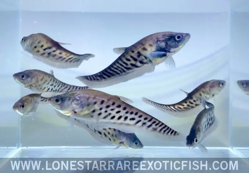Royal Clown Knifefish / Chitala Blanci Live Freshwater Tropical Fish for Sale Online