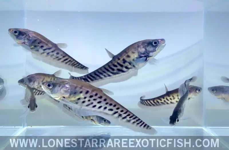 Royal Clown Knifefish / Chitala Blanci Live Freshwater Tropical Fish for Sale Online