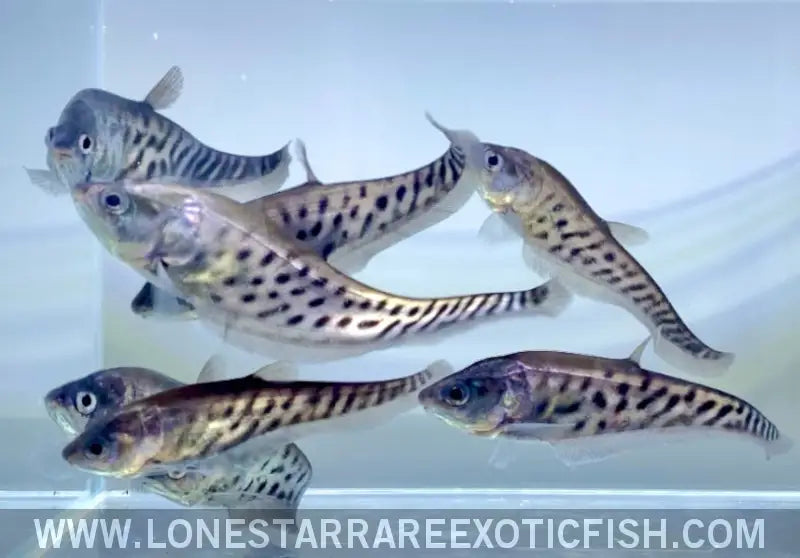 Royal Clown Knifefish / Chitala Blanci Live Freshwater Tropical Fish for Sale Online