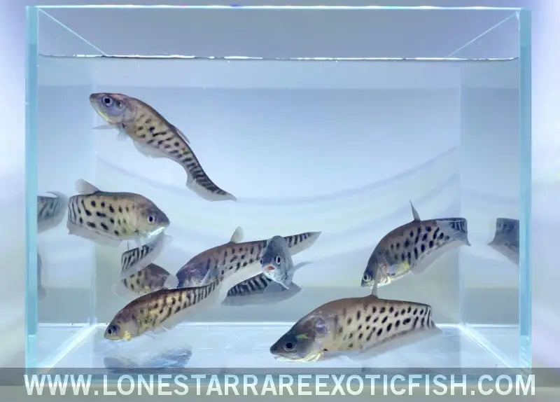 Royal Clown Knifefish / Chitala Blanci Live Freshwater Tropical Fish for Sale Online