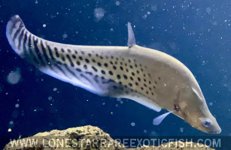 Royal Clown Knifefish / Chitala Blanci Live Freshwater Tropical Fish for Sale Online