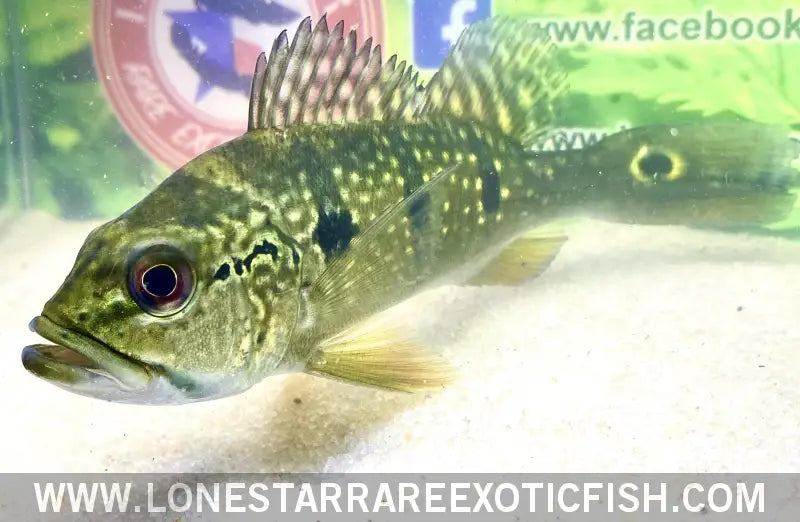 Royal Pavon Peacock Bass Live Freshwater Tropical Fish for Sale Online