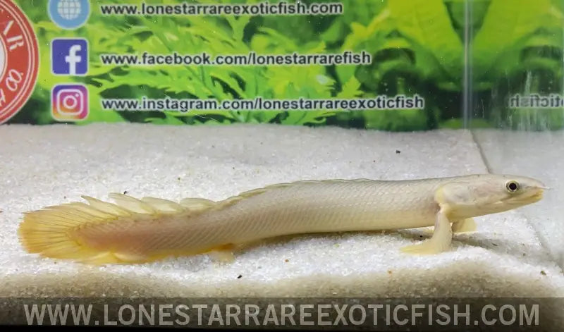 Senegal Bichir / Polypterus Senegalus ?Lake Chad’ Live Freshwater Tropical Fish for Sale Online