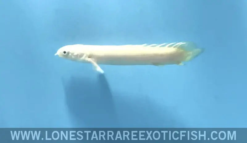 Short Body Platinum Senegal Bichir Live Freshwater Tropical Fish for Sale Online