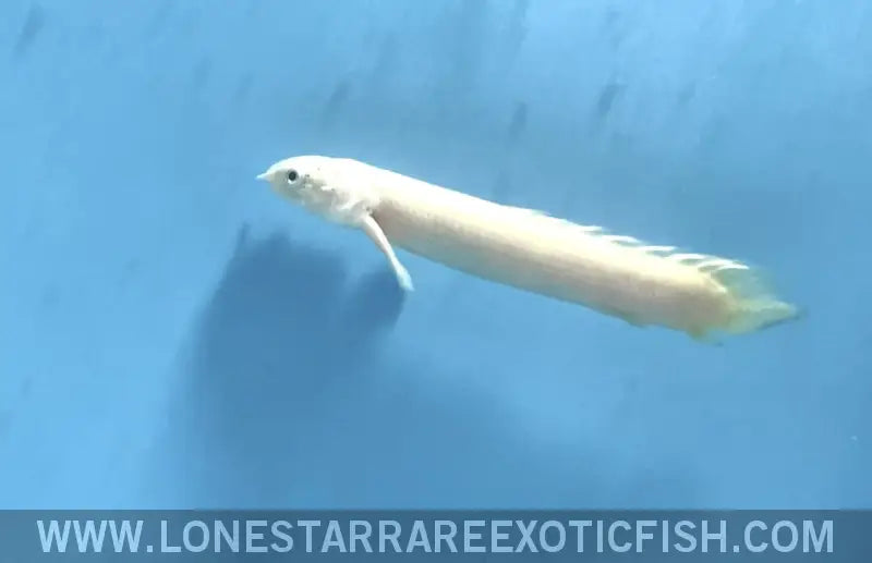 Short Body Platinum Senegal Bichir Live Freshwater Tropical Fish for Sale Online