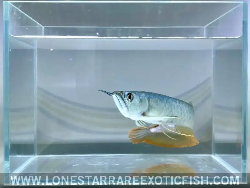 Silver Arowana / Osteoglossum Bicirrhosum Live Freshwater Tropical Fish for Sale Online