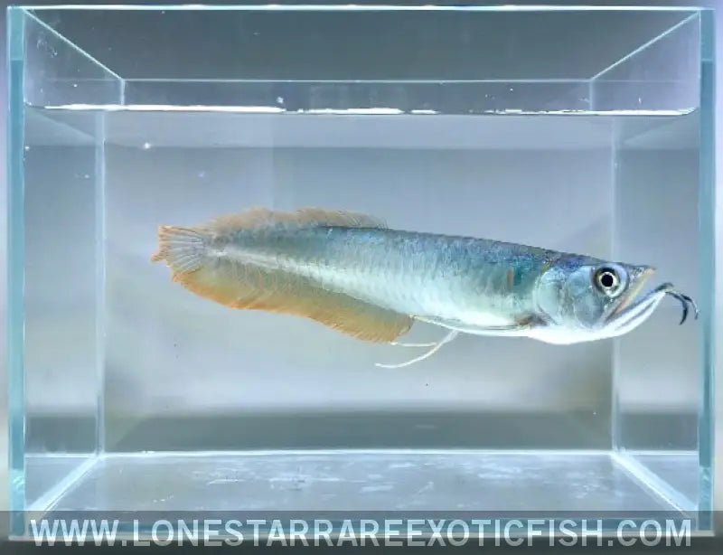 Silver Arowana / Osteoglossum Bicirrhosum Live Freshwater Tropical Fish for Sale Online