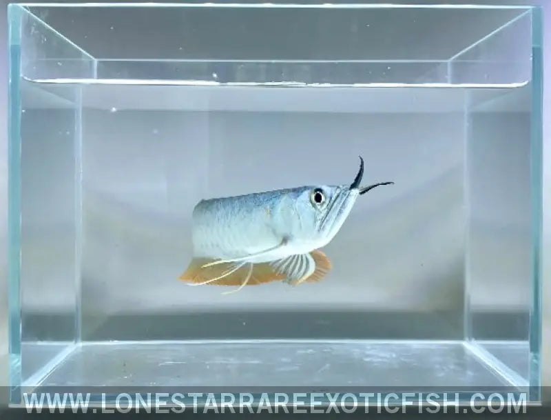 Silver Arowana / Osteoglossum Bicirrhosum Live Freshwater Tropical Fish for Sale Online